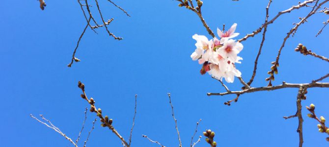 The cherry blossom bloomed in Fukuoka City